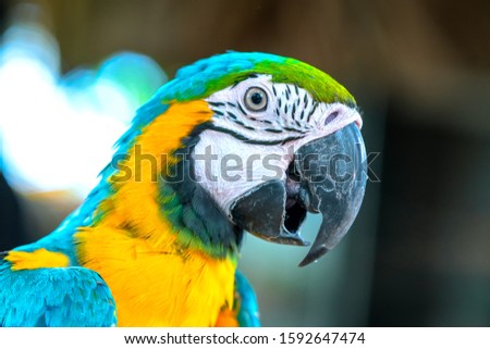 Portrait colorful Macaw parrot on a branch. This is a bird that is domesticated and raised in the home as a friend Royalty-Free Stock Photo #1592647474