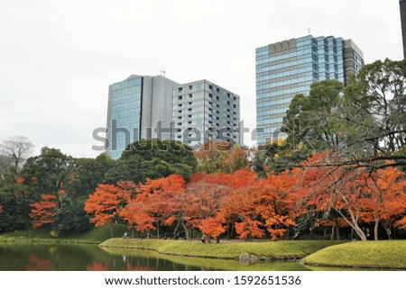  Building and Beautiful Colorful Autumn Maple Leaves in forest at Tokyo, Japan