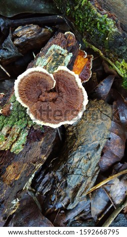 Fungus is a plant that does not have chlorophyll so it is heterotrophic. Fungi are the unicellular and multicellular. His body consists of threads called hyphae. Royalty-Free Stock Photo #1592668795