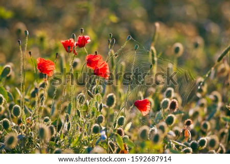 Corn poppies, red poppies (Papaver rhoeas) and a spider web, Tuscany, Italy, Europe
