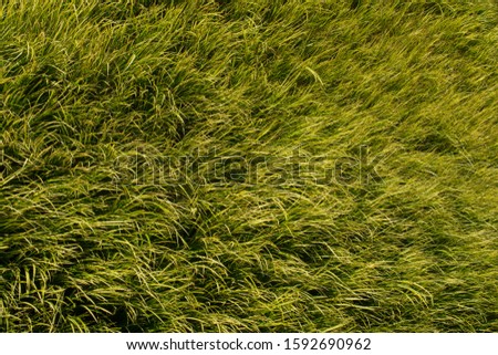 Green grass texture from a field or grass landscape background.