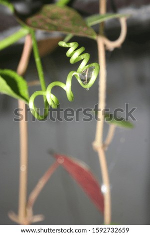 water dew on the branches of a spiral plant
