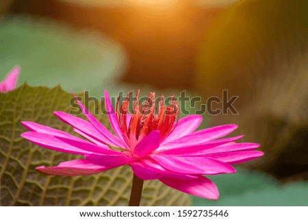 Close up of deep pink waterlily flower with sunlight on blur background.