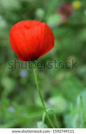Red poppy flower close-up picture.