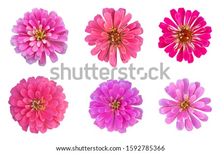 Blurred for Background.Beautiful Pink chrysanthemums as background picture.flower on clipping path.