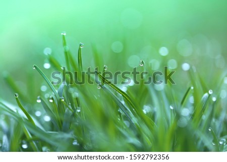 Spring grass.Green grass with water drops macro background . Dew on grass spring background.