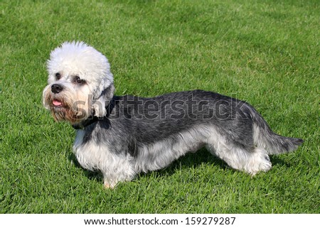 Funny Dandie Dinmont Terrier in a garden Royalty-Free Stock Photo #159279287