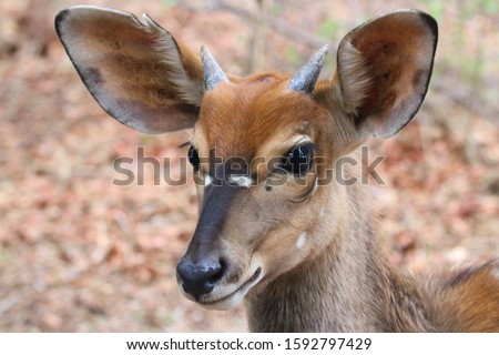 young nyala bull - big ears