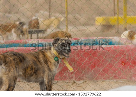 a hyena like dog behind the fence of animal shelter