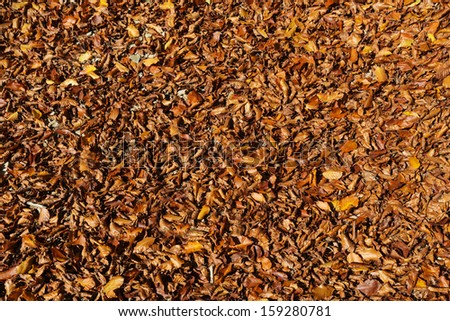 Picture of autumn leaves on ground.