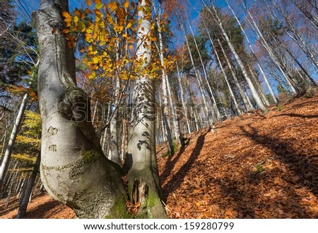 Picture of beautiful autumn forest with colorful leaves on ground.