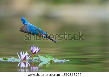 The common kingfisher (Alcedo atthis)the Eurasian kingfisher, and river kingfisher, is a small kingfisher with seven subspecies recognized within its wide distribution across Eurasia and North Africa. Royalty-Free Stock Photo #1592813929