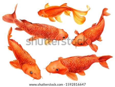 Set of carp koi on an isolated white background, watercolor illustration, orange fish, gold fish.