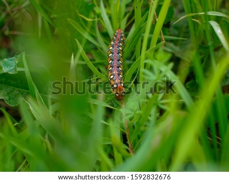 large multicolored horned caterpillar crawling on grass, Russia
