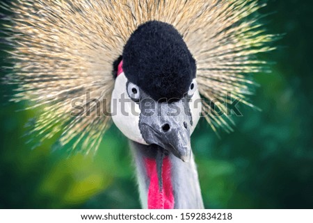 Close-up of a grey crown crane on a natural background. Wild animal