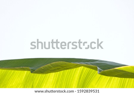 banana leaves. green tropical foliage texture background