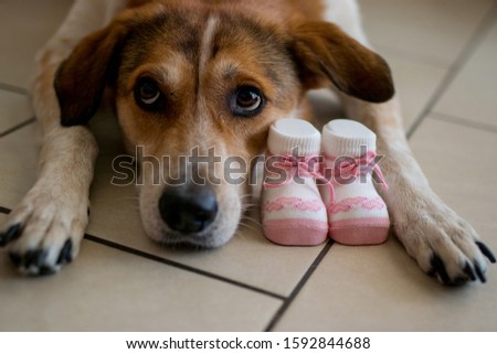 Dog with newborn baby shoes