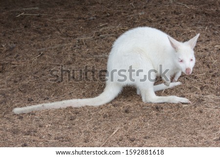 Albino Tammar Wallaby in captivity