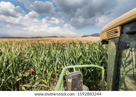 Corn field. Harvesting of juicy corn  silage by a combine harvester in the field, agricultural activity for harvest season. The resulting silage is loaded into the truck. 

