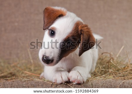 A small puppy of breed smooth-haired fox-terrier of a white color with red spots lies indoors on a bed covered with hay and bends its head Royalty-Free Stock Photo #1592884369