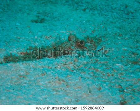 Fish hiding on the ocean floor under the sea, see only the eyes.