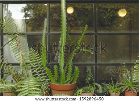 Taking photo of little garden window display sharing to social media