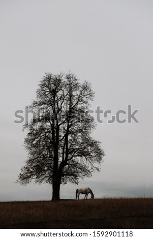 This is a picture of a solitary horse standing beside a bare tree in a foggy field.