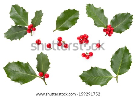 European Holly (Ilex aquifolium) leaves and fruit Royalty-Free Stock Photo #159291752
