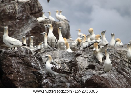gannets on bass rock in scotland Royalty-Free Stock Photo #1592933305