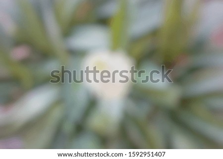 Blurred green background on an empty tree or green leaves