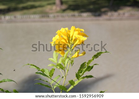 Beautiful fresh yellow flowers in natural park.