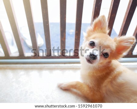 Young brown puppy dog, Lovely chihuahua stuck in house by pleading eyes with flare light of hope