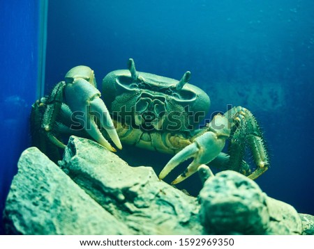 Big crab underwater stones zoo blue background