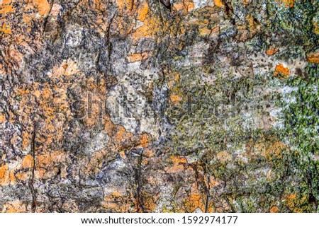 Detailed close up view on a weathered tree bark texture