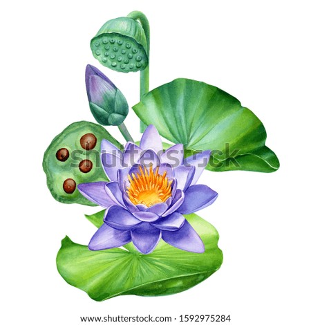 flowers purple lotuses, buds, seeds on an isolated white background, watercolor botanical painting, tropical plants.