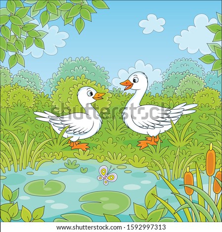 Wild white geese near a small blue lake on a green meadow on a beautiful summer day, vector cartoon illustration
