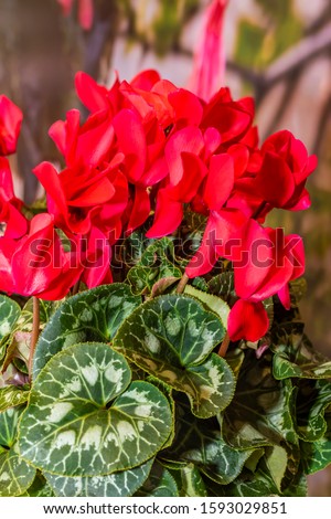 Bright beautiful background with red Cyclamen flowers
