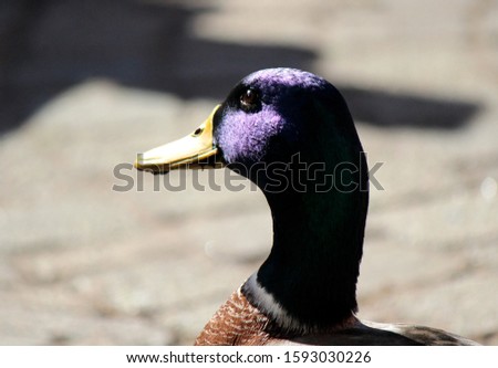 Close up portrait of male duck with blue feathered head. Domestic bird photo. 