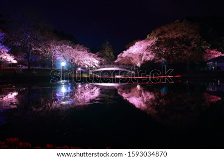 Glowing light of Sakura cherry blossom tree at night in Tokyo Japan

