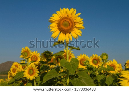 Sunflower blooming in the morning Royalty-Free Stock Photo #1593036433