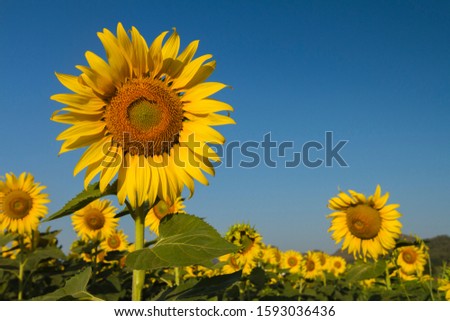 Sunflower blooming in the morning Royalty-Free Stock Photo #1593036436
