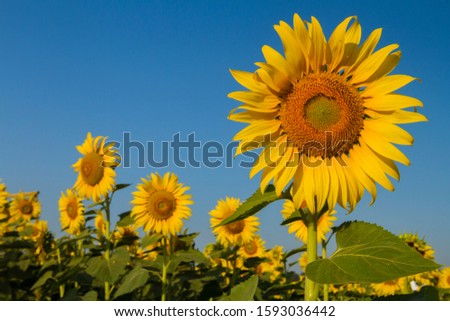 Sunflower blooming in the morning Royalty-Free Stock Photo #1593036442