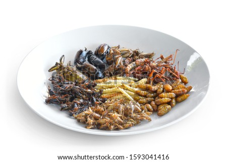 Combine fried insects with salt, protein food in a white dish top view isolated on white background. This has clipping path. Full depth of field.