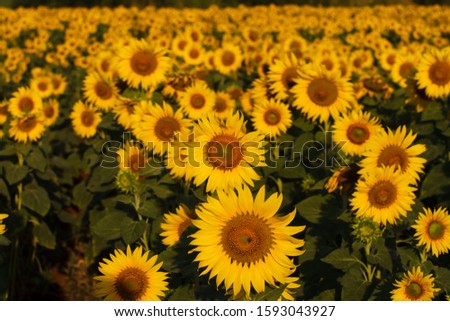 Sunflower fields are blooming in the morning Royalty-Free Stock Photo #1593043927