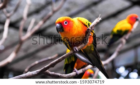 Sun conure birds holding branches in the zoo.