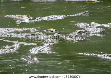 Big and tall crocodile in river at thailand