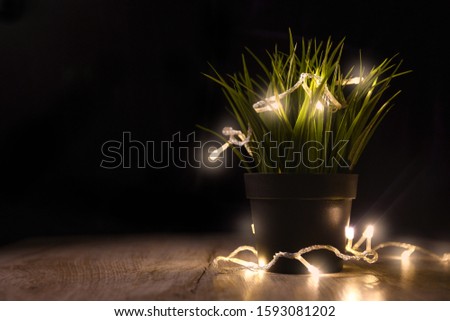 
Flower in a pot in the Christmas lights concept business tree