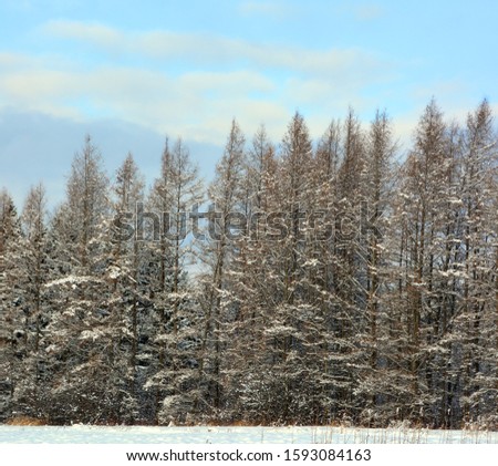 Late fall, early larches trees winter landscape in Bromont, Eastern township  Quebec, Canada