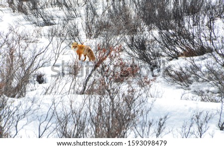 Red Fox staying in Bushes and is looking