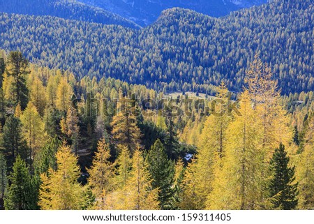 Woods in the valley in autumn
